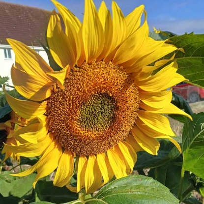 Picture of Agricultural Seed - Sunflower